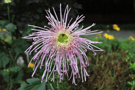 菊花特写