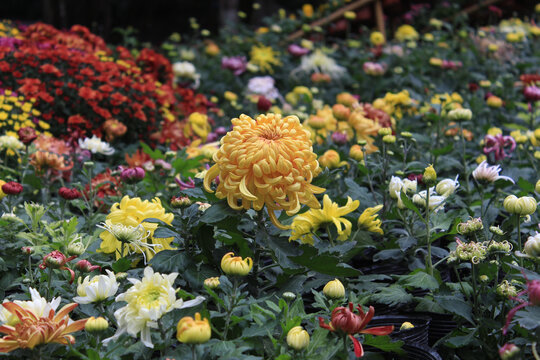 菊花展上的黄鹤楼菊花