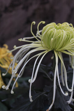 菊花局部特写