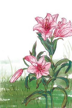 国风花卉植物背景插画百合