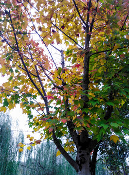 秋天枫树