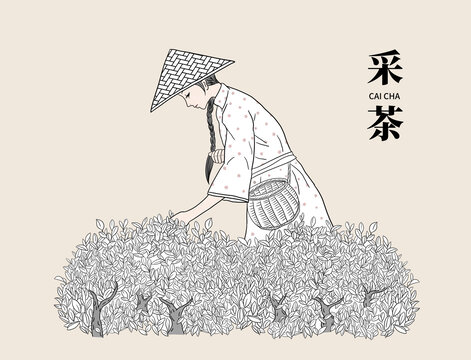 传统制茶工艺插画之采茶线稿