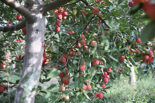 鸡心果