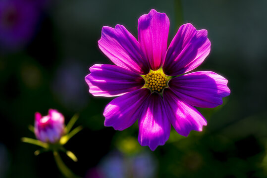 格桑花特写