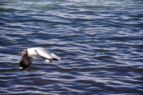 纳木措湖上飞翔的海鸥