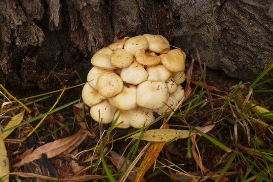 蘑菇团