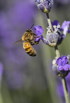 薰衣草与蜜蜂
