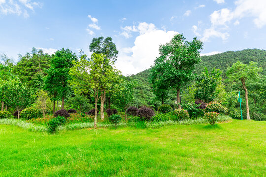 草坪大树树木公园绿化草地森林