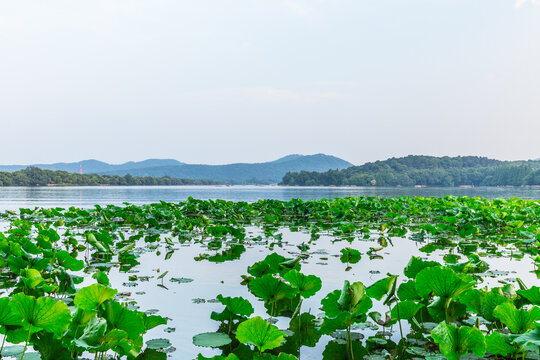 西湖风光