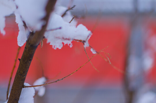 雪莹红墙