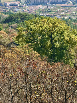 大孤山