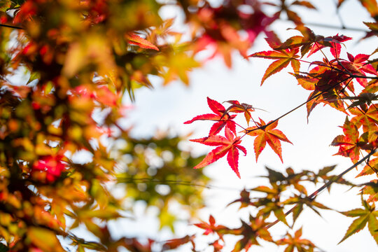 秋天的红枫