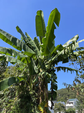 香蕉树芭蕉树