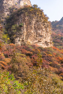 秋季登山赏红叶看满山红叶美景