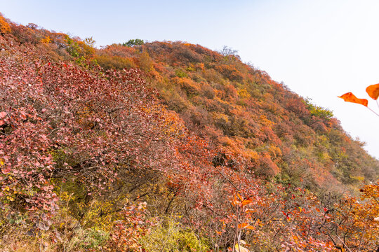 秋季登山赏红叶看满山红叶美景