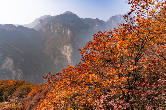 秋季登山赏红叶看满山红叶美景