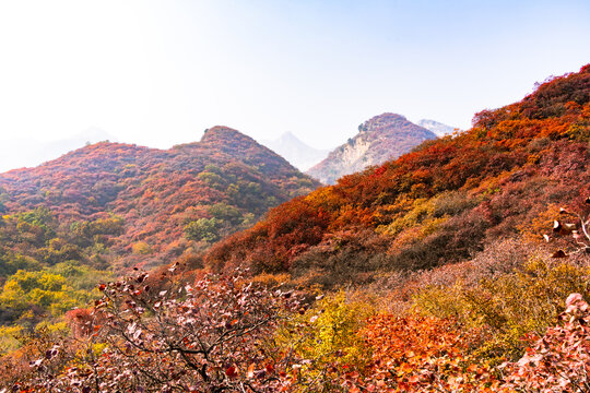 秋季登山赏红叶看满山红叶美景