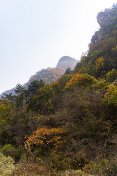 秋季登山赏红叶看满山红叶美景