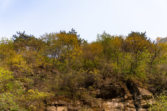 秋季登山赏红叶看满山红叶美景