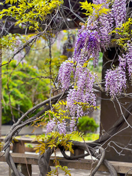 春日紫藤花卉