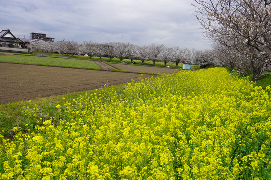 油菜花