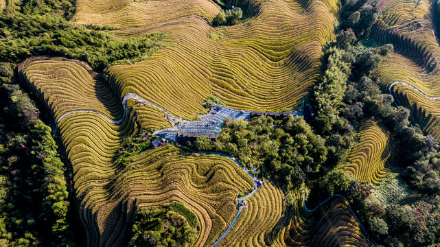 龙脊梯田风光