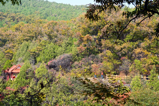 山亭区抱犊崮秋景