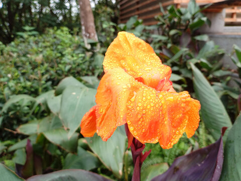 美人蕉花朵