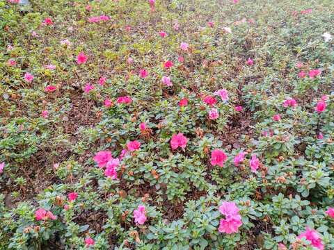 种植的杜鹃花花丛