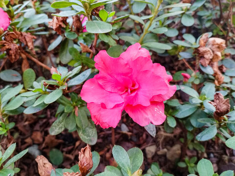 盛开的杜鹃花花朵