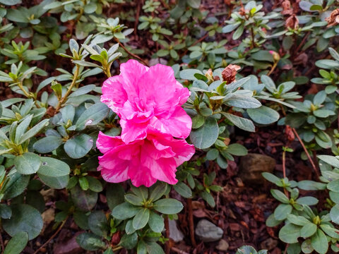 杜鹃花花卉特写