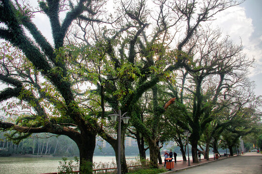 福州西湖公园桉树