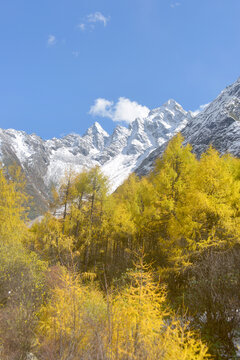 毕棚沟燕子岩窝秋天彩林和雪山