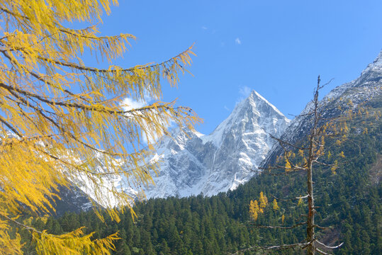 毕棚沟秋天彩林和雪山