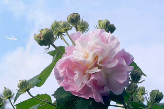 芙蓉花及双流机场起降飞机