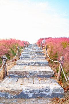 粉黛草石阶台阶