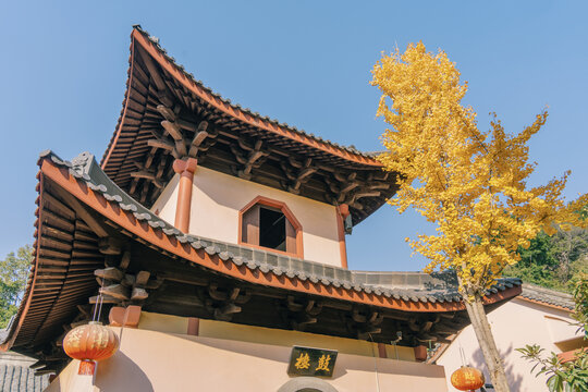 柳州灵泉寺的鼓楼与银杏树
