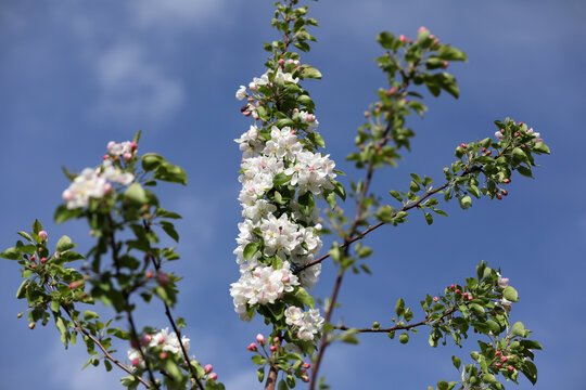 沙果花