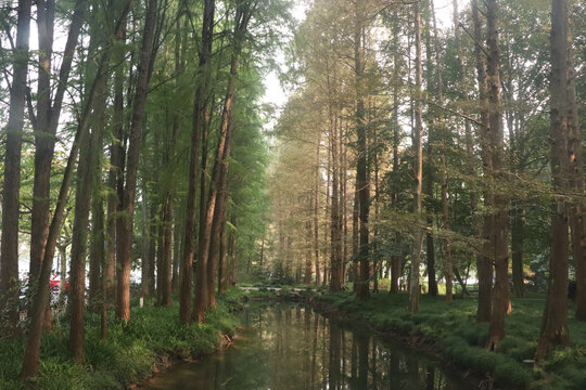 阳光下的水杉林