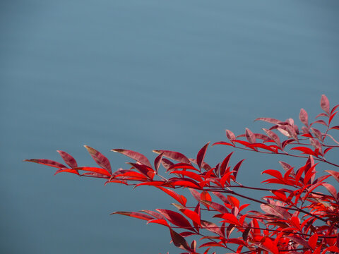 湖畔红叶