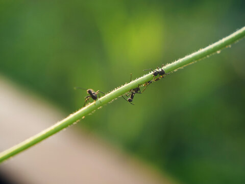 枝条上的蚂蚁
