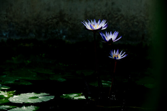 盛开的蓝莲花