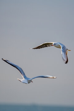 北戴河海滩海鸥
