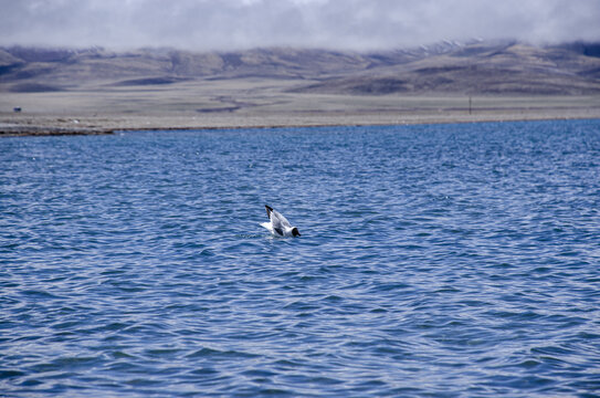 纳木措湖边的海鸥红嘴鸥