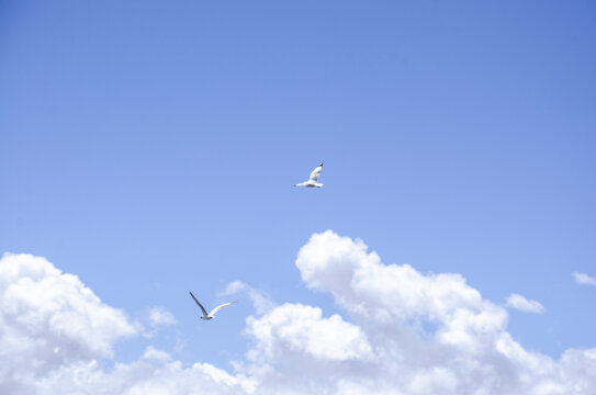 纳木措天空展翅飞翔的海鸥