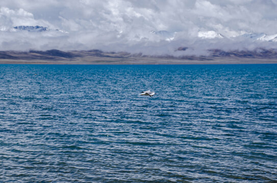 纳木措湖面上飞翔的海鸥