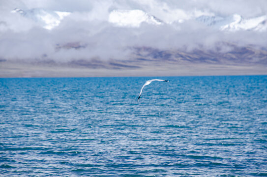 神山圣湖纳木措海鸥