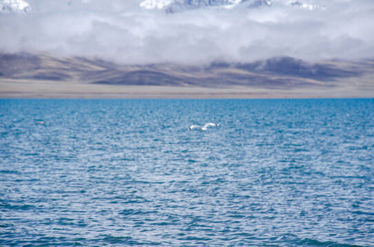 纳木措湖面上飞翔的海鸥