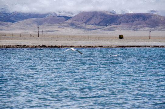 纳木措神山圣湖湖面上的海鸥