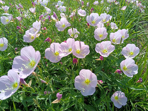 月见草花海